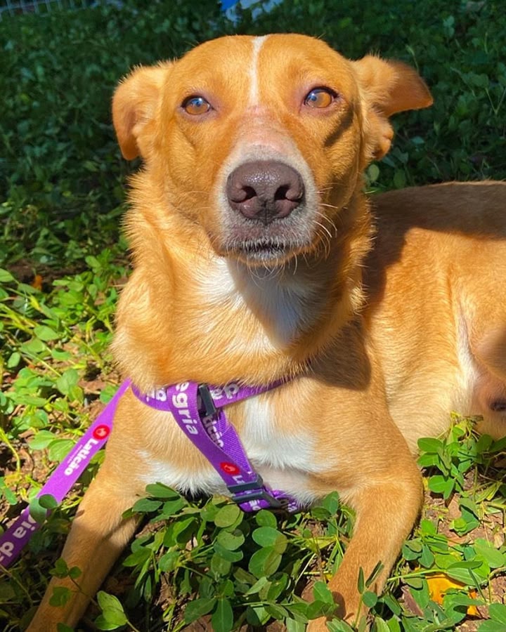 Cachorra, Capadócia