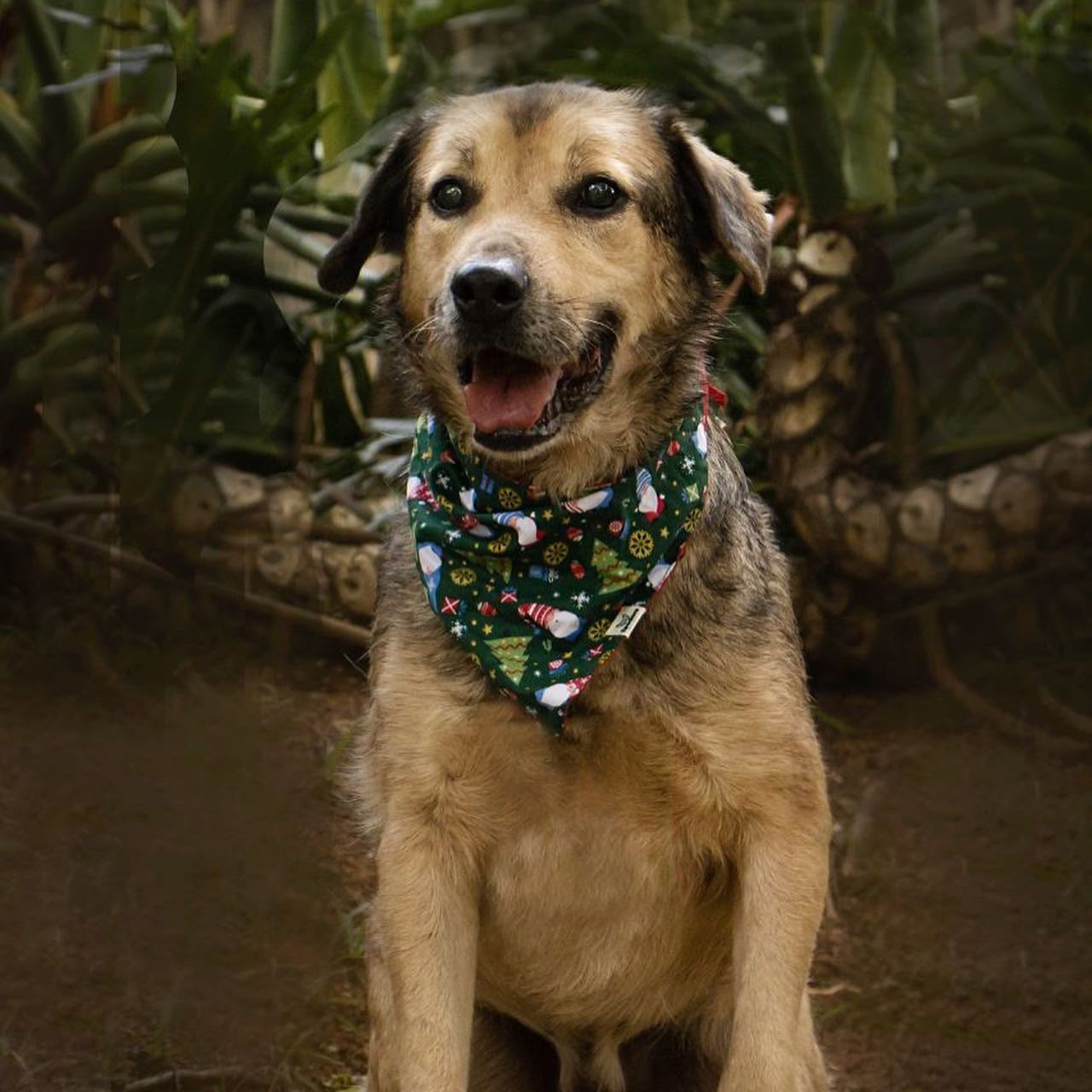 Adote e transforme vidas - Gael